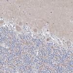 CXXC4 Antibody in Immunohistochemistry (IHC)