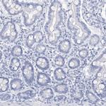 DPCD Antibody in Immunohistochemistry (IHC)