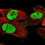 PDS5A Antibody in Immunocytochemistry (ICC/IF)