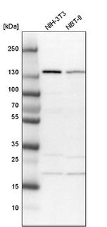 PDS5A Antibody in Western Blot (WB)