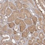 DHRS9 Antibody in Immunohistochemistry (Paraffin) (IHC (P))