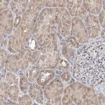 RG9MTD1 Antibody in Immunohistochemistry (Paraffin) (IHC (P))