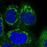 SUCLG1 Antibody in Immunocytochemistry (ICC/IF)