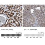 SUCLG1 Antibody