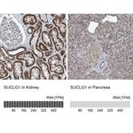 SUCLG1 Antibody in Immunohistochemistry (IHC)