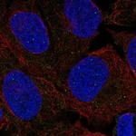 FANCL Antibody in Immunocytochemistry (ICC/IF)