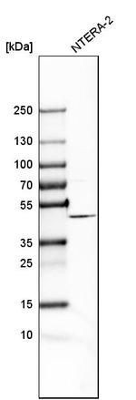 FANCL Antibody in Western Blot (WB)