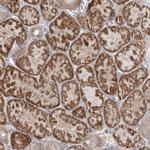 INPP1 Antibody in Immunohistochemistry (Paraffin) (IHC (P))