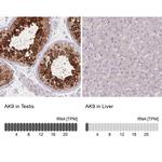 Adenylate Kinase 9 Antibody