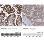 PTGR1 Antibody