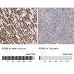 PDHB Antibody