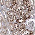 SCN11A Antibody in Immunohistochemistry (IHC)