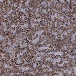 C5orf42 Antibody in Immunohistochemistry (Paraffin) (IHC (P))