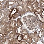 C5orf42 Antibody in Immunohistochemistry (Paraffin) (IHC (P))