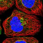 NBAS Antibody in Immunocytochemistry (ICC/IF)