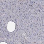 C3orf31 Antibody in Immunohistochemistry (Paraffin) (IHC (P))