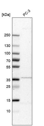 C3orf31 Antibody in Western Blot (WB)