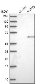 NUDT9 Antibody in Western Blot (WB)