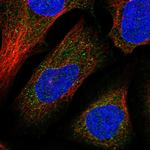 DNAJC13 Antibody in Immunocytochemistry (ICC/IF)