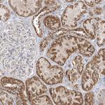 OPA1 Antibody in Immunohistochemistry (Paraffin) (IHC (P))