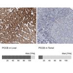 PCCB Antibody