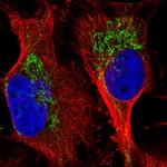 GRSF1 Antibody in Immunocytochemistry (ICC/IF)