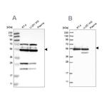 GRSF1 Antibody in Western Blot (WB)