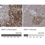 GRSF1 Antibody