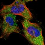 NIT2 Antibody in Immunocytochemistry (ICC/IF)