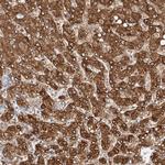 NIT2 Antibody in Immunohistochemistry (Paraffin) (IHC (P))