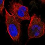 UBE1L2 Antibody in Immunocytochemistry (ICC/IF)