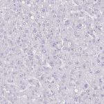 UBE1L2 Antibody in Immunohistochemistry (Paraffin) (IHC (P))