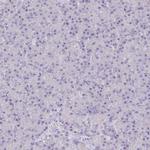 UBE1L2 Antibody in Immunohistochemistry (Paraffin) (IHC (P))