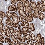 AGXT2 Antibody in Immunohistochemistry (Paraffin) (IHC (P))