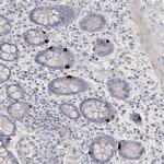 NEU4 Antibody in Immunohistochemistry (Paraffin) (IHC (P))