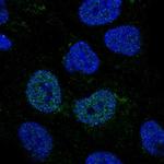 GCNT4 Antibody in Immunocytochemistry (ICC/IF)