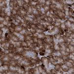 GCNT4 Antibody in Immunohistochemistry (Paraffin) (IHC (P))