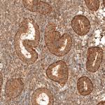 MICU1 Antibody in Immunohistochemistry (Paraffin) (IHC (P))