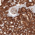 MICU1 Antibody in Immunohistochemistry (Paraffin) (IHC (P))