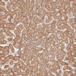 MICU1 Antibody in Immunohistochemistry (Paraffin) (IHC (P))