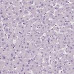 DNAH12 Antibody in Immunohistochemistry (Paraffin) (IHC (P))