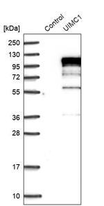 RAP80 Antibody in Western Blot (WB)