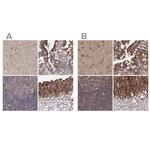 DDO Antibody in Immunohistochemistry (IHC)