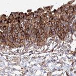 DDO Antibody in Immunohistochemistry (IHC)