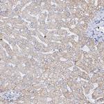 EPB41L5 Antibody in Immunohistochemistry (Paraffin) (IHC (P))