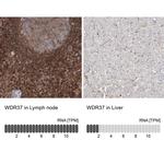 WDR37 Antibody