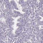 SPA17 Antibody in Immunohistochemistry (IHC)