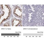 SPA17 Antibody