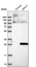 SPA17 Antibody in Western Blot (WB)