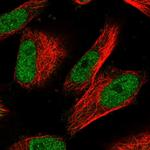 POLA2 Antibody in Immunocytochemistry (ICC/IF)